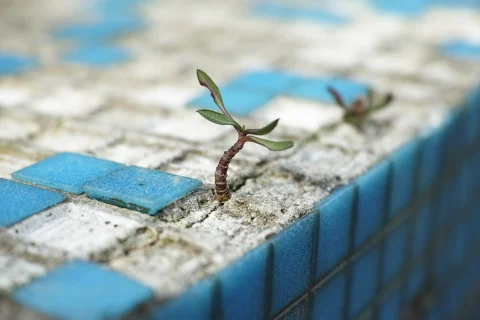 A small green plant grows between cracks in blue tiles