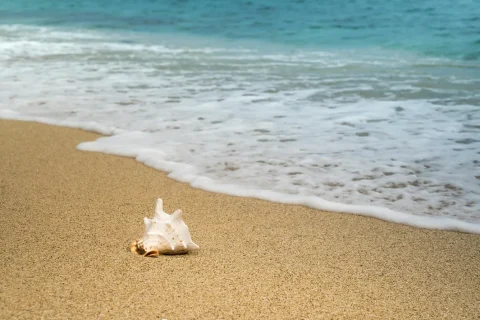A single seashell on a sandy beach near the water's edge