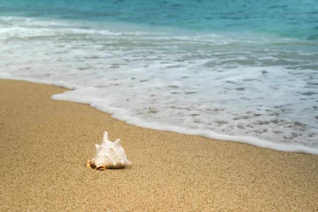A single seashell on a sandy beach near the water's edge