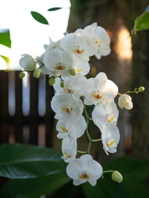 Beautiful white flowers